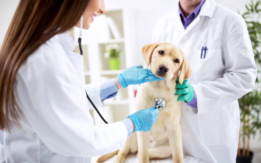 8 Marketing Ideas for Veterinary Practices to Try in 2022