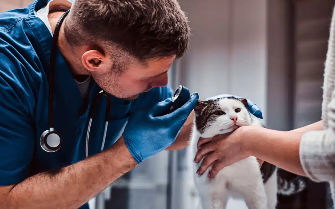 Finding the Best Veterinary Website Company