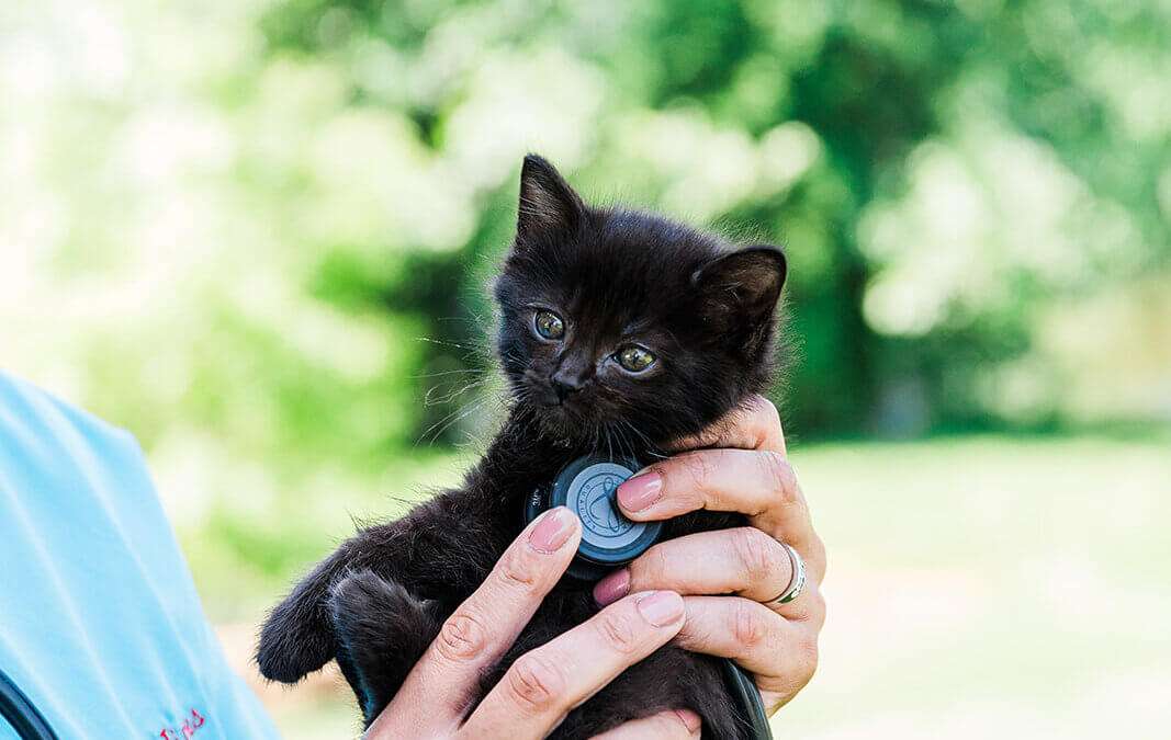 Finding the Best Veterinary Website Company