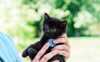 Finding the Best Veterinary Web Design Company