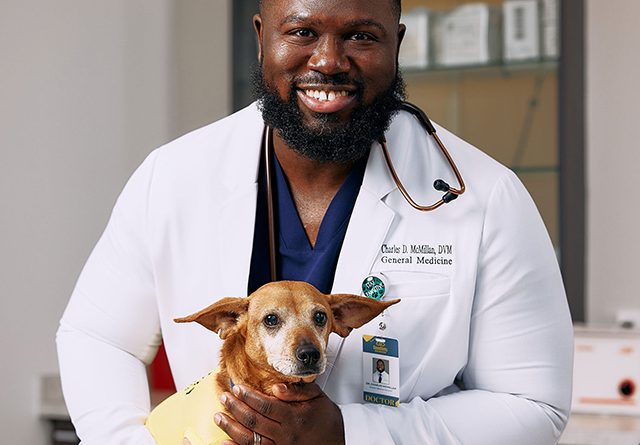AI Search for Veterinarians: How Pet Owners Find Your Practice on ChatGPT