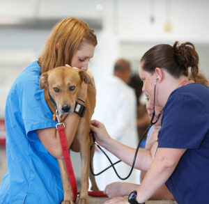 veterinarian marketing agencies