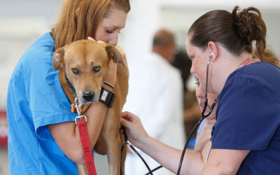 Blog Top 6 Veterinary Marketing Agencies