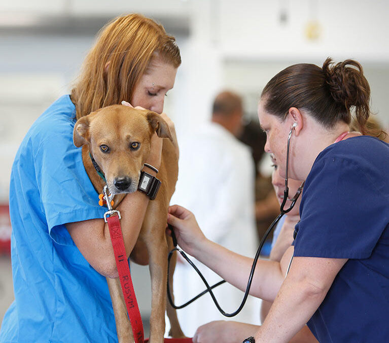 Top 6 Veterinary Marketing Agencies